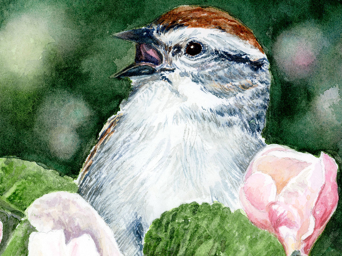 Close-up detail of original watercolor painting of Ode to Spring, showing detailed brushwork of the chipping sparrow mid-song with pink apple blossoms.