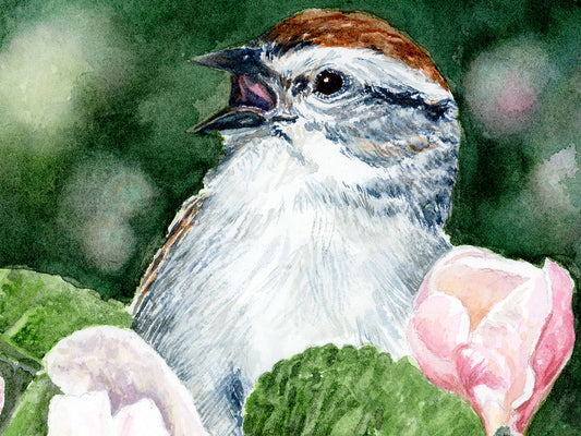 Close-up detail of original watercolor painting of Ode to Spring, showing detailed brushwork of the chipping sparrow mid-song with pink apple blossoms.