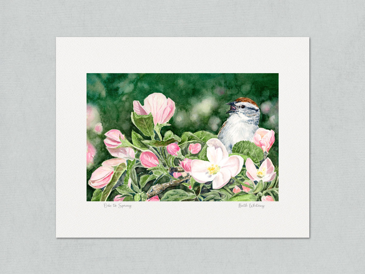 Unmatted archival watercolor print of Ode to Spring, chipping sparrow on blooming apple bough, with artist's signature and painting title on gray background.
