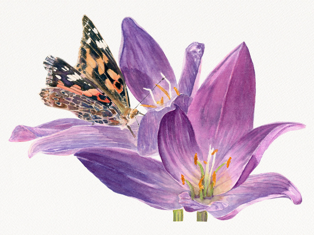 Realistic watercolor painting of an orange and black painted lady butterfly on a purple crocus flower at the Coastal Maine Botanical Gardens in Boothbay, by Beth  Whitney