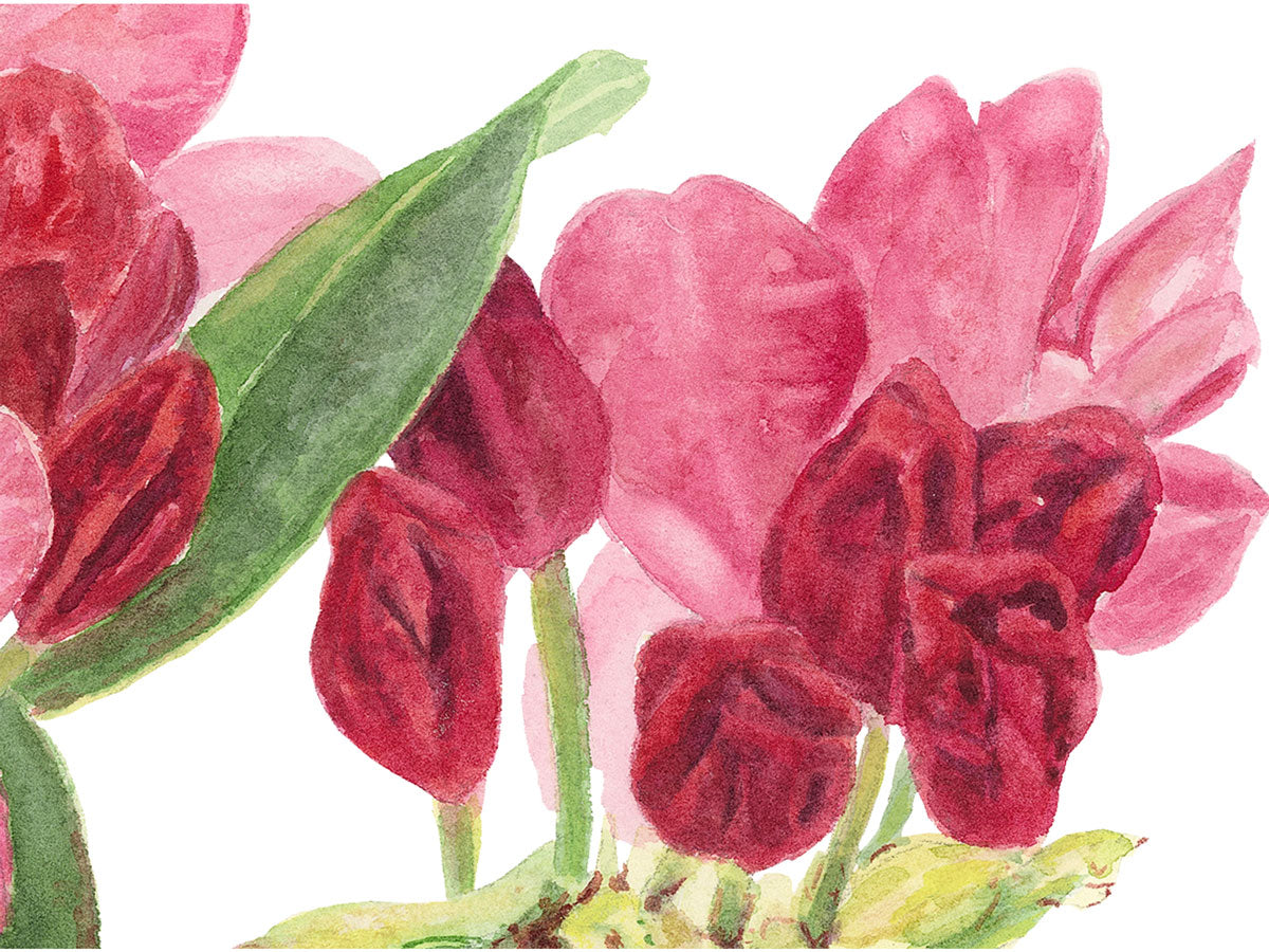 Close-up detail of original watercolor painting of Pink Rhododendron.