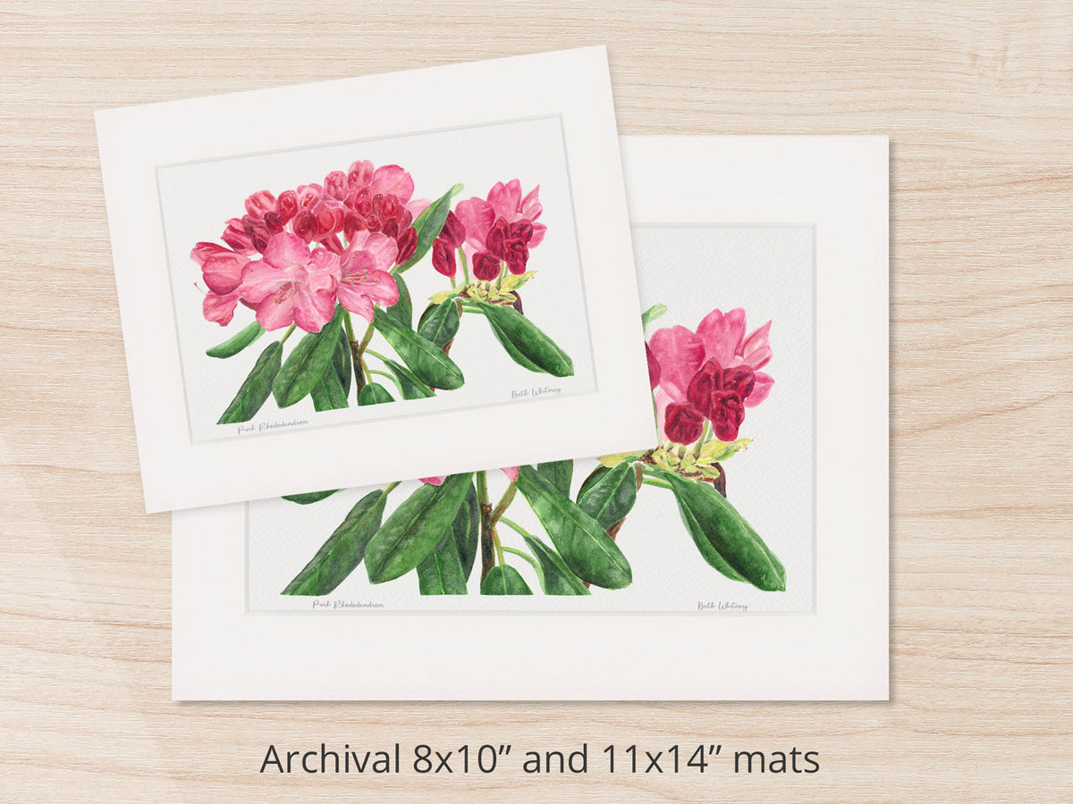 Archival watercolor prints of Pink Rhododendron, Coastal Maine Botanical Gardens, Boothbay, Maine, shown in 8x10 and 11x14 mat sizes.