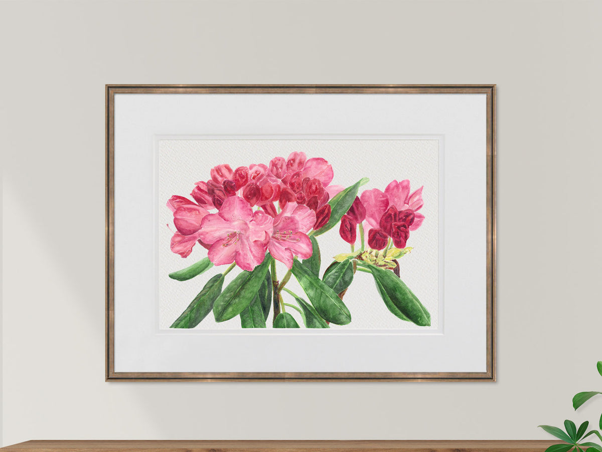 Framed original watercolor painting of Pink Rhododendron, Coastal Maine Botanical Gardens, in a warm wood frame, displayed on a neutral wall.