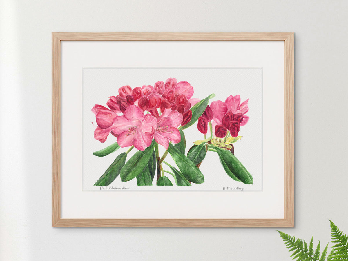 Framed watercolor print of Pink Rhododendron, Coastal Maine Botanical Gardens, Boothbay, in a warm wood frame on a neutral wall.