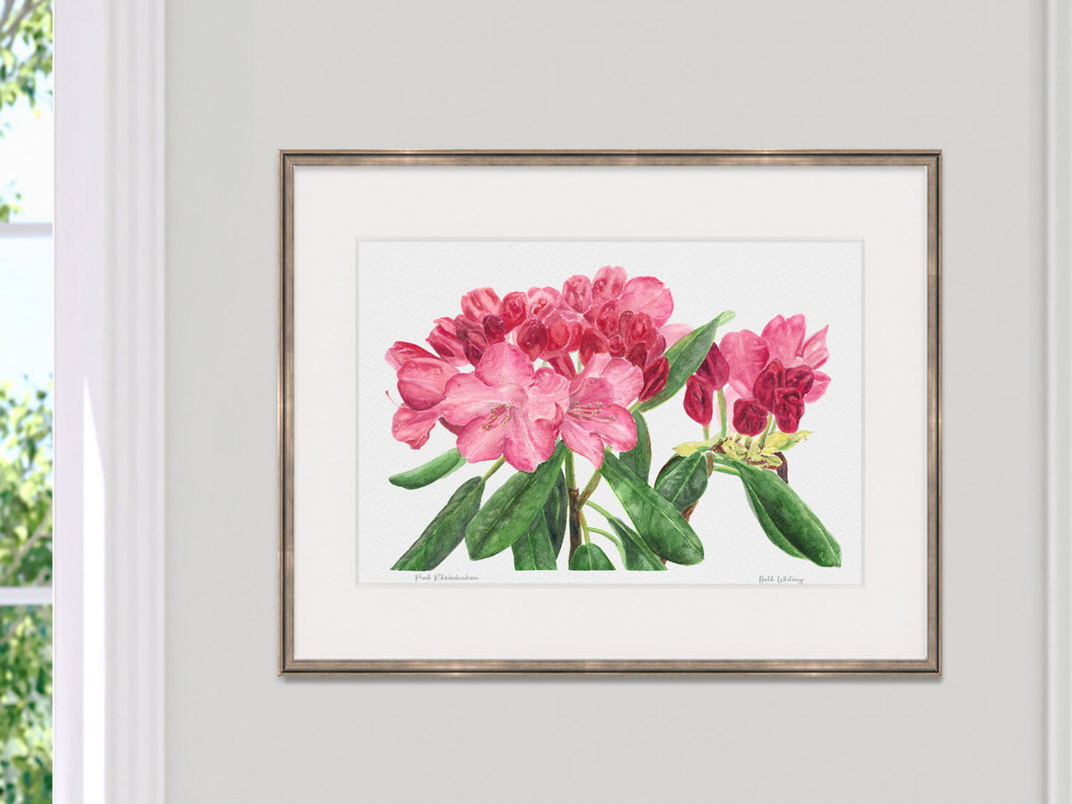 Framed watercolor print of Pink Rhododendron, Coastal Maine Botanical Gardens, Boothbay, in a pale gold frame beside a sunny window decor.
