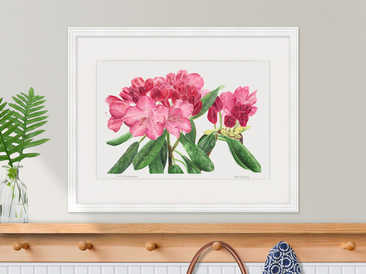 Framed watercolor print of Pink Rhododendron, Coastal Maine Botanical Gardens, in a white frame over a wooden shelf with fern styling.