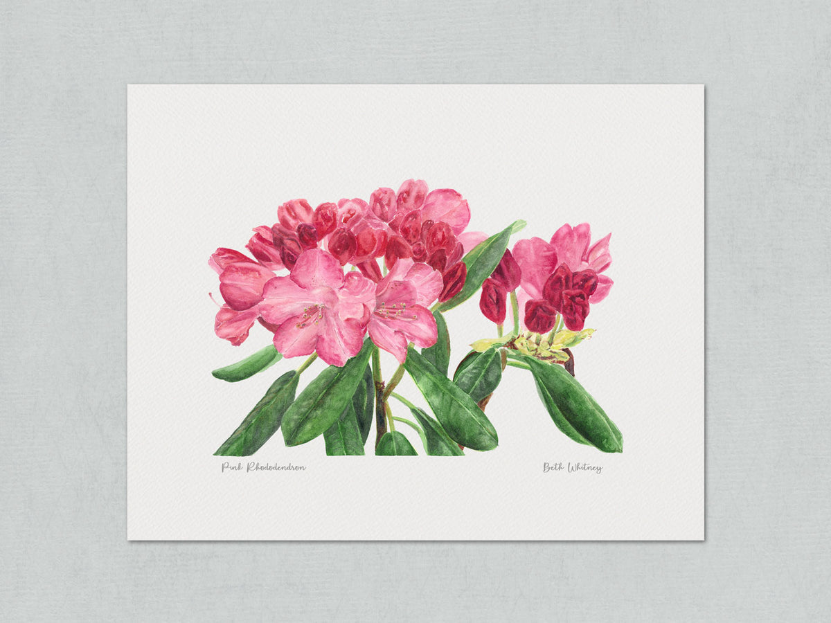 Unmatted archival watercolor print of Pink Rhododendron, Coastal Maine Botanical Gardens, Boothbay, Maine, with painting title and artist's signature, on gray background.