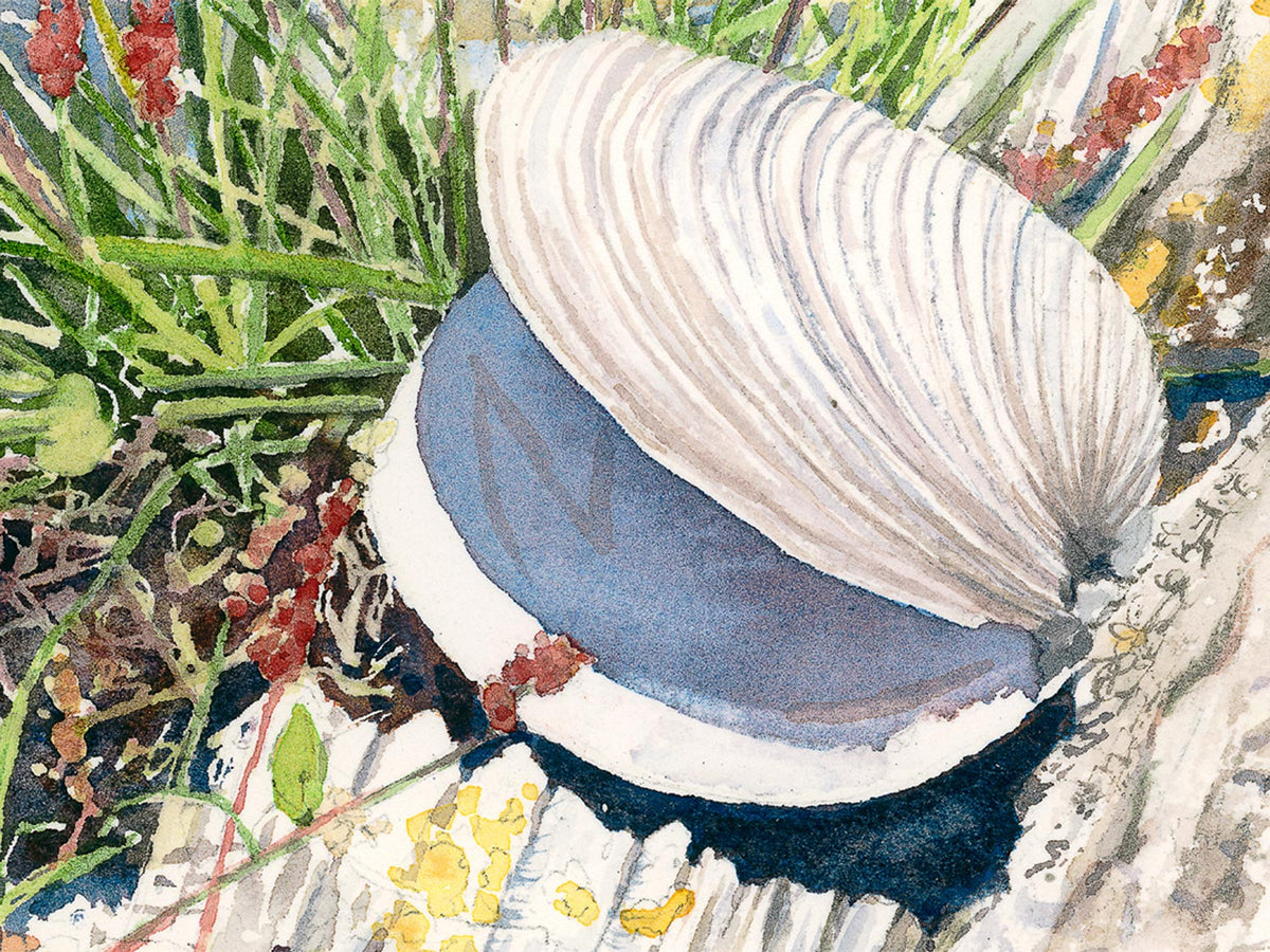 Close-up detail of original watercolor painting of Seaside Still Life, showing scallop shell, plantago flowers, yellow lichen, and submerged rocks at the water's edge.