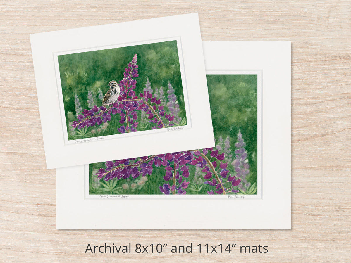 Archival watercolor prints of Song Sparrow and Lupine, Bremen, Maine, shown in 8x10 and 11x14 mat sizes.