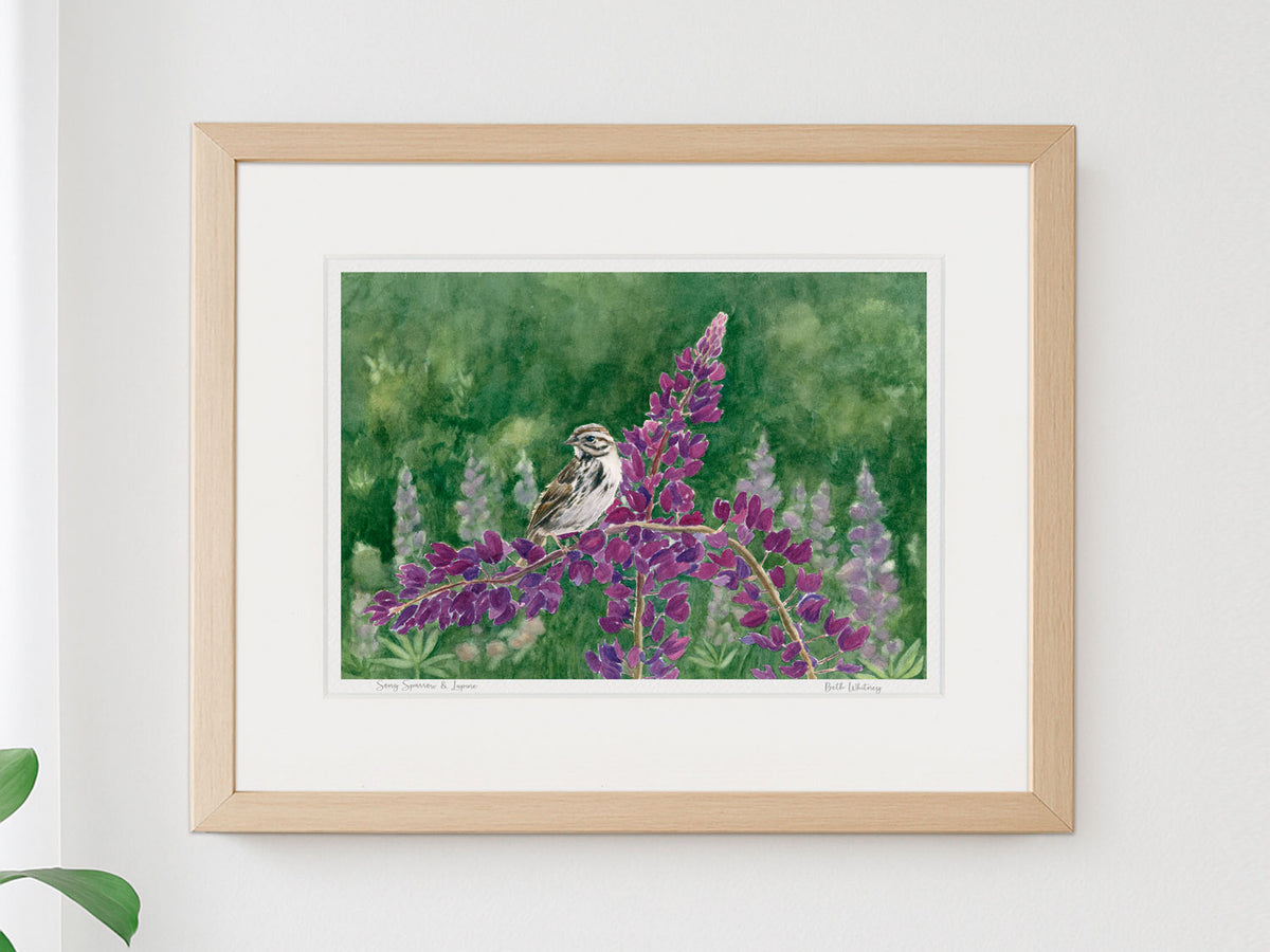 Framed watercolor print of Song Sparrow and Lupine, Pemaquid peninsula, Maine, in a warm wood frame on a neutral wall.