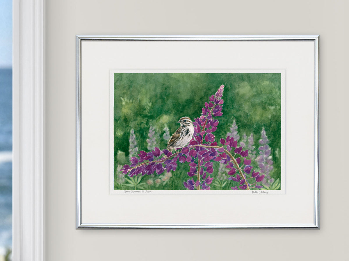 Framed watercolor print of Song Sparrow and Lupine, Bremen Town Park, Maine, in a silver frame in a coastal window setting.