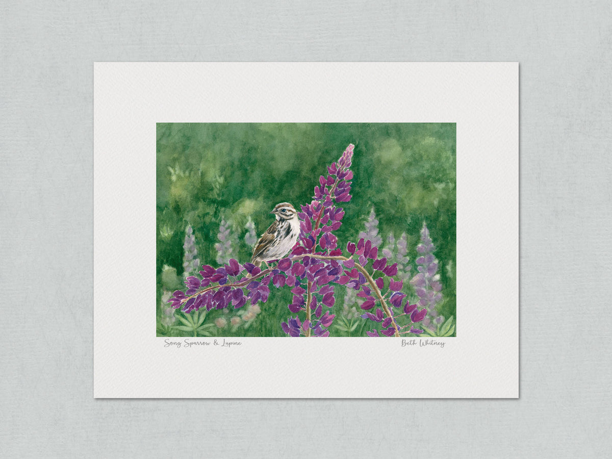Unmatted archival watercolor print of Song Sparrow and Lupine, Bremen Town Park, Pemaquid, Maine with the artist's signature and painting title, on gray background.
