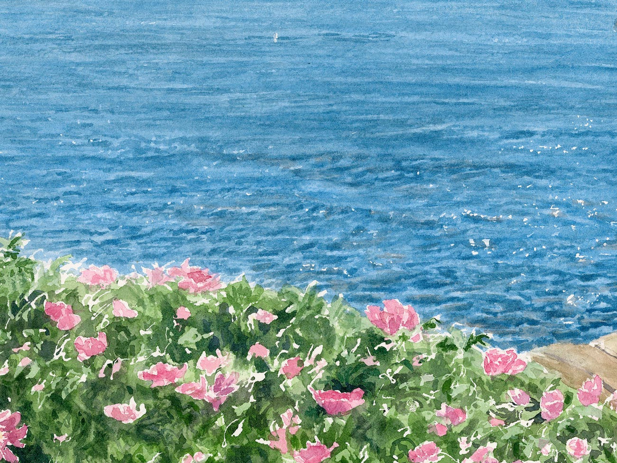 Close-up detail of original watercolor painting of Spruce Point, showing pink beach roses and a crisp white sailboat on Boothbay Harbor.
