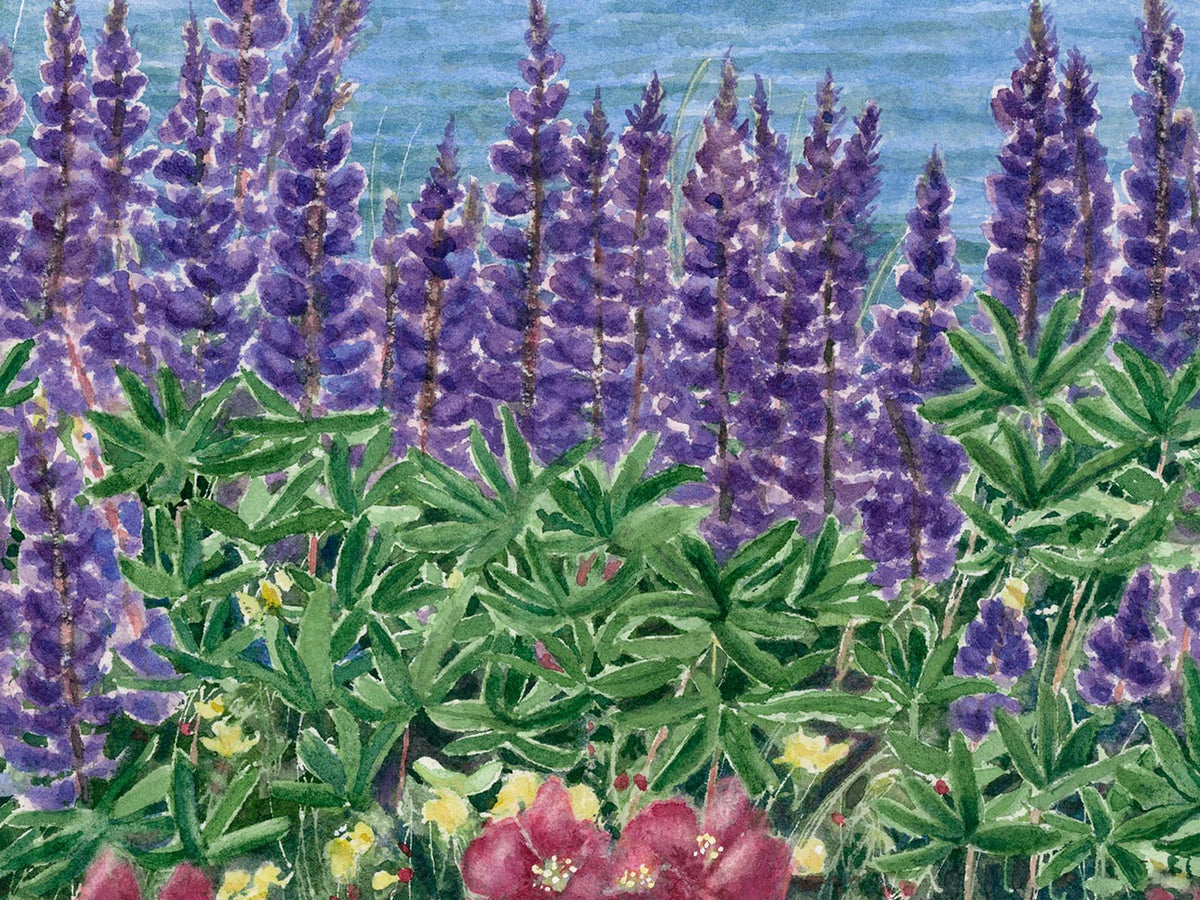 Close-up detail of original watercolor painting brush strokes of Summer in Maine, showing purple lupine and pink roses.