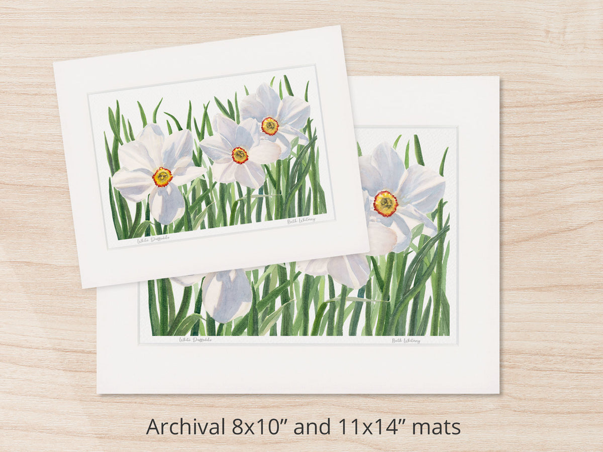 Archival watercolor prints of White Daffodils, Coastal Maine Botanical Gardens, Boothbay, Maine, shown in 8x10 and 11x14 mat sizes.
