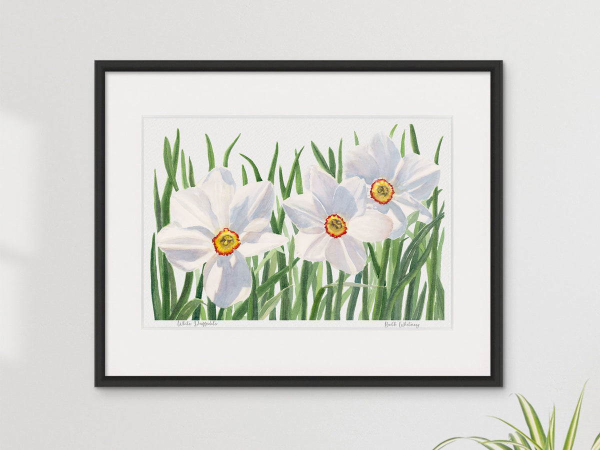 Framed watercolor print of White Daffodils, Coastal Maine Botanical Gardens, Boothbay, in a smart black frame on a neutral wall.