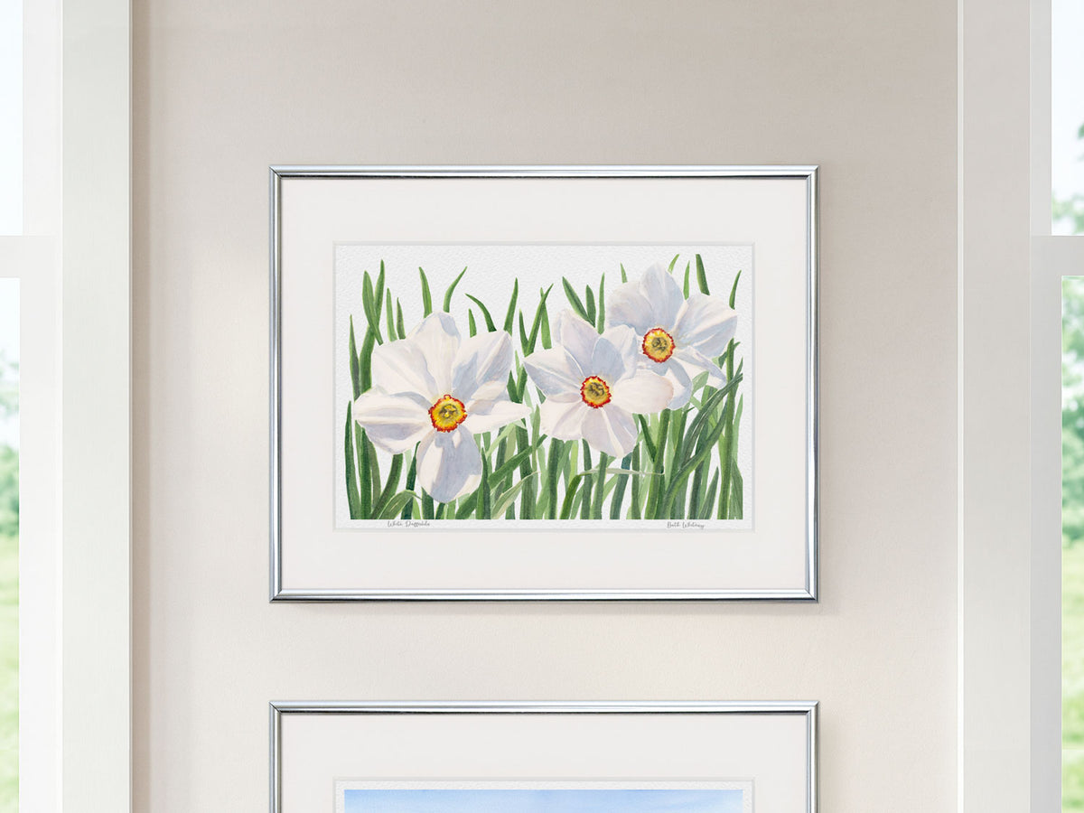 Framed watercolor print of White Daffodils, Coastal Maine Botanical Gardens, in a silver frame on a wall between two windows.