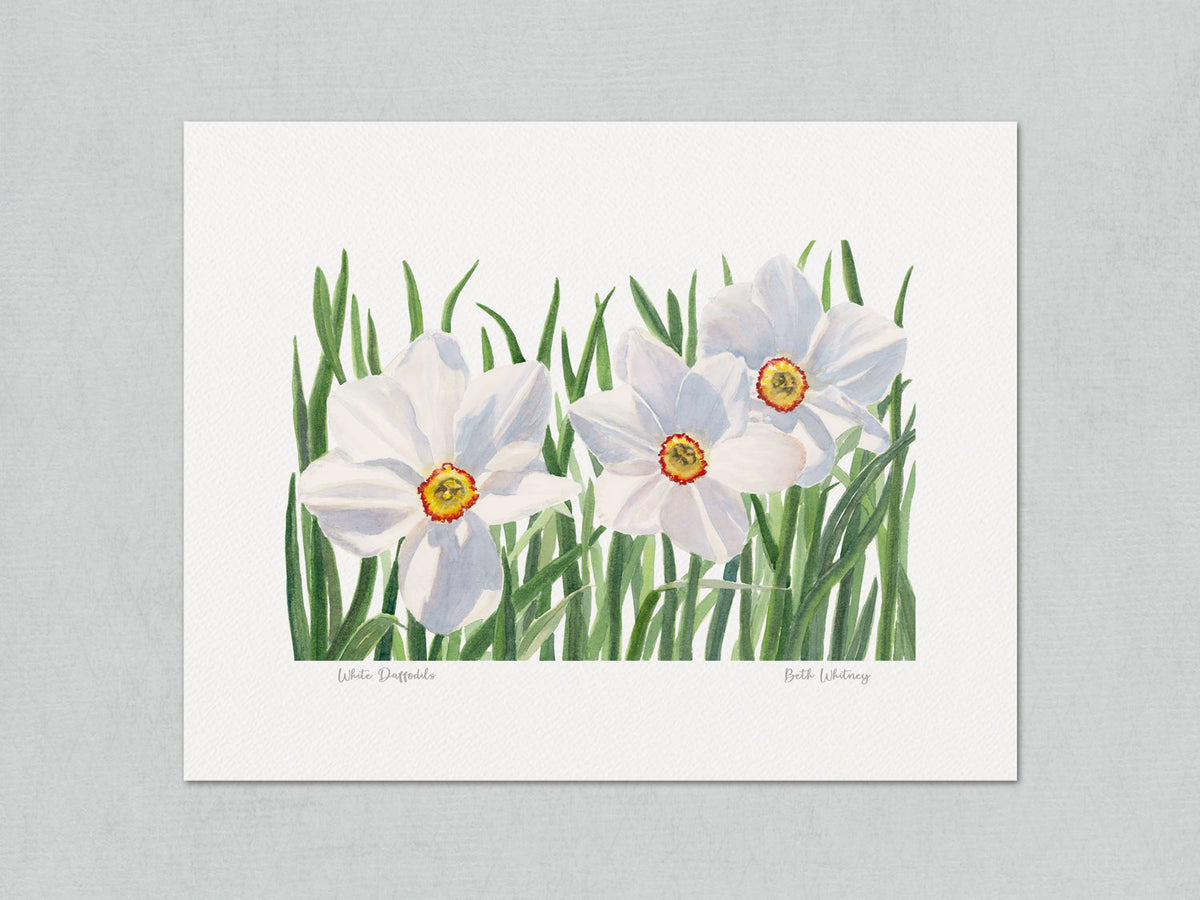 Unmatted archival watercolor print of White Daffodils, Coastal Maine Botanical Gardens, Boothbay, Maine, on gray background.