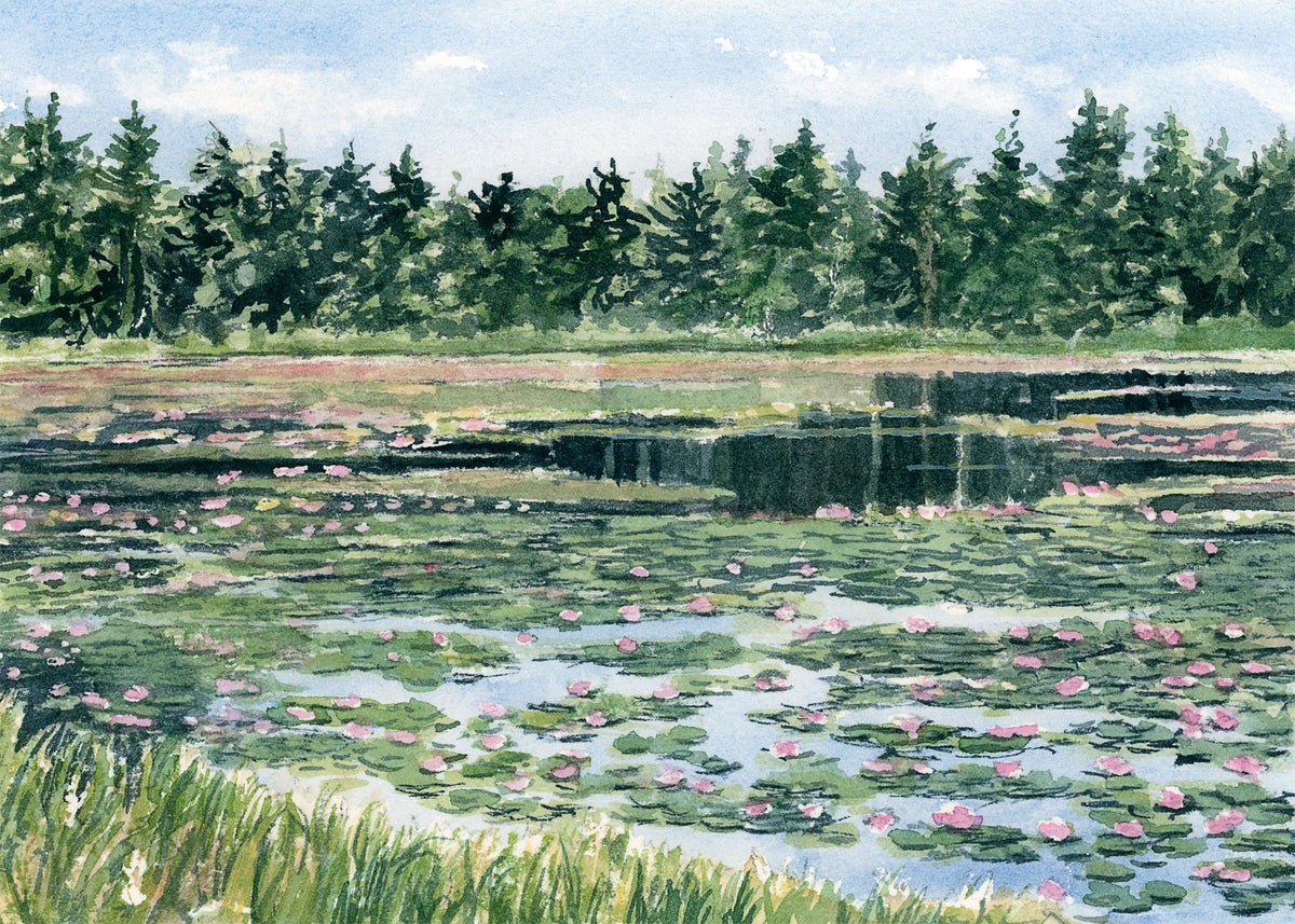 Original watercolor painting of Ames Pond waterlilies in full bloom, Stonington, Maine, by Beth Whitney.