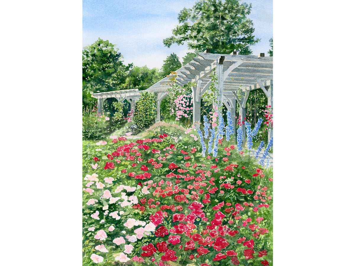 Original watercolor painting of Arbor Garden Roses at Coastal Maine Botanical Gardens, showing the large pergola on the Great Lawn, covered in roses and delphiniums in bloom.