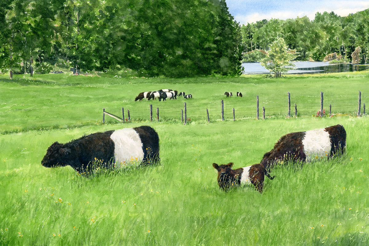 Original watercolor painting of Belted Galloway cows and calves grazing at Aldermere Farm, Rockport, Maine, by Beth Whitney.