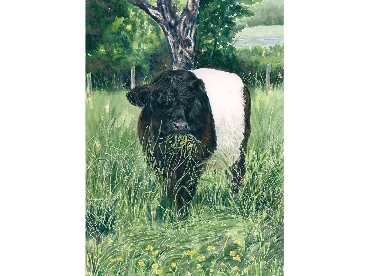 Original watercolor painting of a Belted Galloway cow grazing on grass and wildflowers at Aldermere Farm, Rockport, Maine, by Beth Whitney.