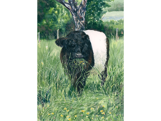 Original watercolor painting of a Belted Galloway cow grazing on grass and wildflowers at Aldermere Farm, Rockport, Maine, by Beth Whitney.