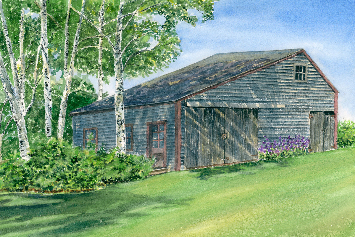 Original watercolor painting of a weathered barn sheltered by white paper birches with purple monkshood, Friendship, Maine, by Beth Whitney.
