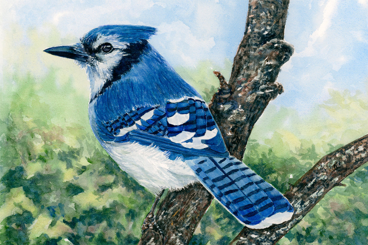 Original watercolor painting of a Blue Jay perched in a crabapple tree, Ellsworth, Maine, by Beth Whitney.