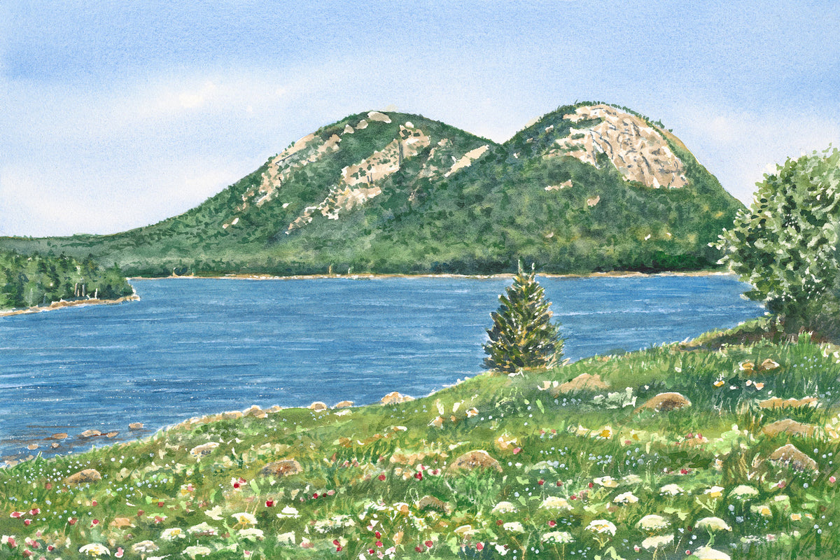 Original watercolor painting of The Bubbles mountains at the end of Jordan Pond, Acadia National Park, Maine, with summer wildflowers in the foreground and deep blue water beyond, by Beth Whitney.