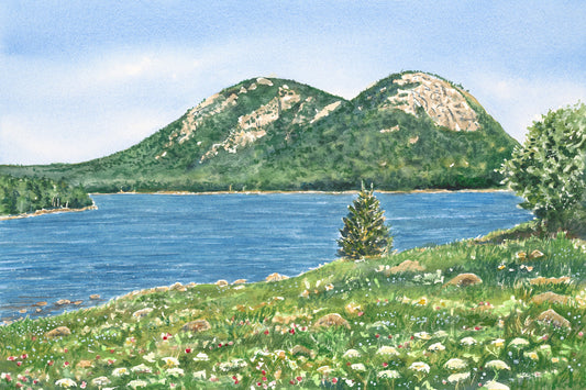 Original watercolor painting of The Bubbles mountains at the end of Jordan Pond, Acadia National Park, Maine, with summer wildflowers in the foreground and deep blue water beyond, by Beth Whitney.