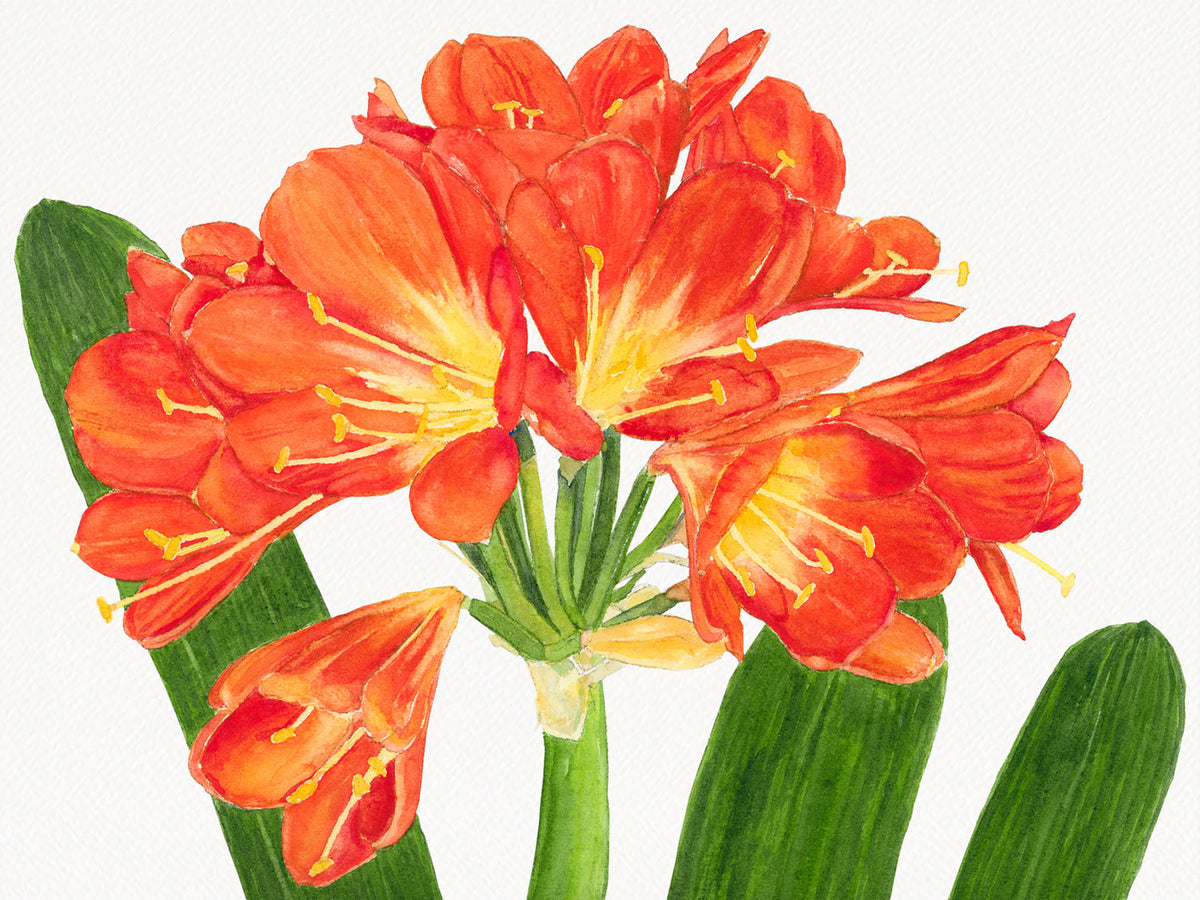 Original watercolor painting of clivia flowers in brilliant orange and yellow with deep green strap leaves, by Beth Whitney.