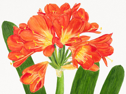 Original watercolor painting of clivia flowers in brilliant orange and yellow with deep green strap leaves, by Beth Whitney.