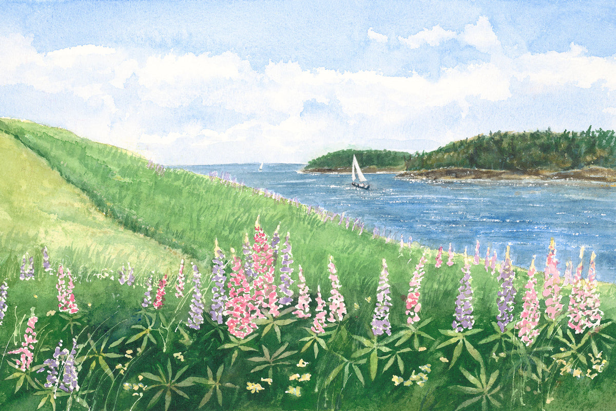 Original watercolor painting of pink and purple lupine cascading down a hillside along the Deer Isle, Maine coast, with a sailboat on Penobscot Bay, by Beth Whitney.