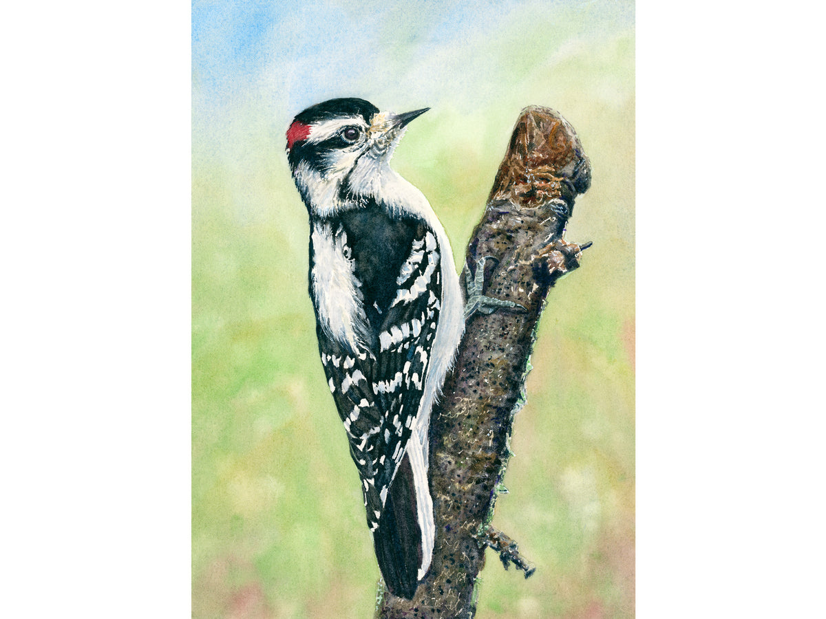 Original watercolor painting of a male Downy Woodpecker on a branch, with vibrant spring colors, by Beth Whitney.