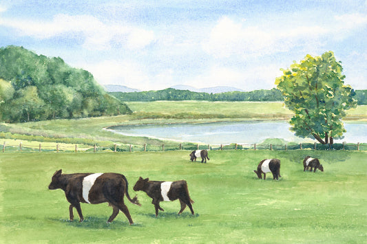 Original watercolor painting of Belted Galloway cattle at Aldermere Farm, Rockport, Maine, with a calf following his mother through spring pastures, by Beth Whitney.