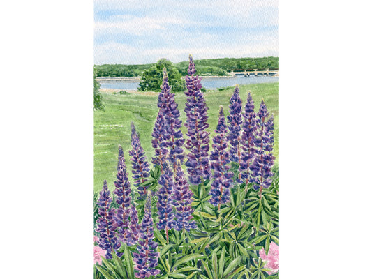 Original watercolor painting of purple lupine at Gilsland Farm, Maine Audubon, Falmouth, Maine, with the North Meadow and Presumpscot River beyond, by Beth Whitney.