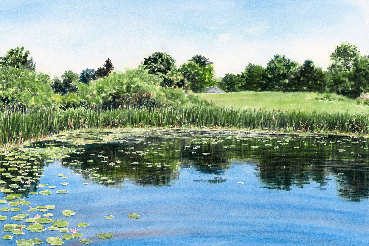 Original watercolor painting of Gilsland Farm Pond, Maine Audubon, Falmouth, Maine, with waterlilies, grasses, and summer reflections, by Beth Whitney.