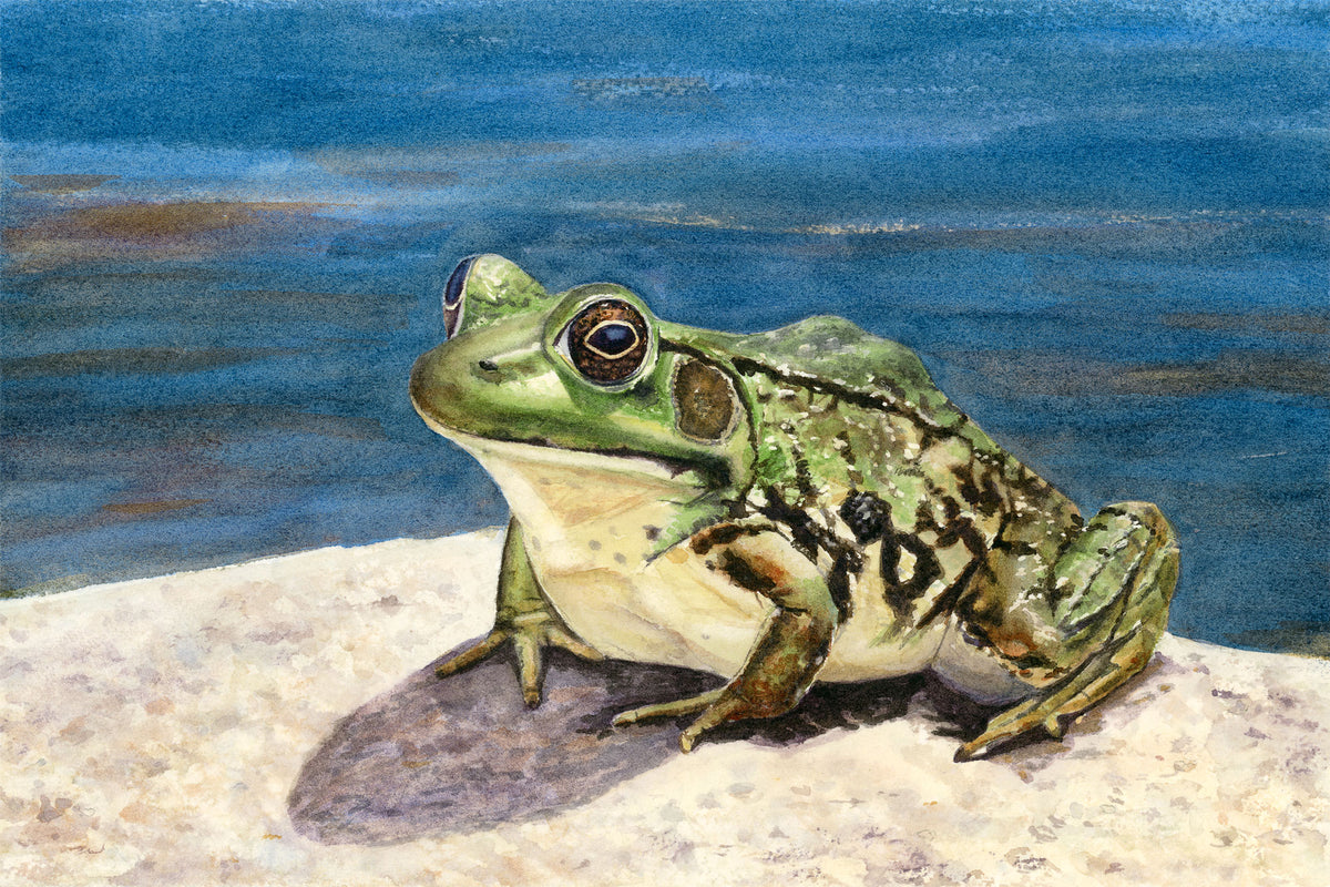 Hyper realism watercolor painting of a green frog on the stepping bridge at Coastal Maine Botanical Gardens, Boothbay, Maine, with vibrant blue water behind, by Beth Whitney. 