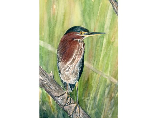 Original watercolor painting of a Green Heron perched in the reeds above the water, with rich chestnut and dark teal gray coloring, by Beth Whitney.