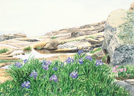 Original watercolor painting of wild purple irises at Schoodic Point, Acadia National Park, Maine, with waves crashing in the fog behind the rocks, by Beth Whitney.