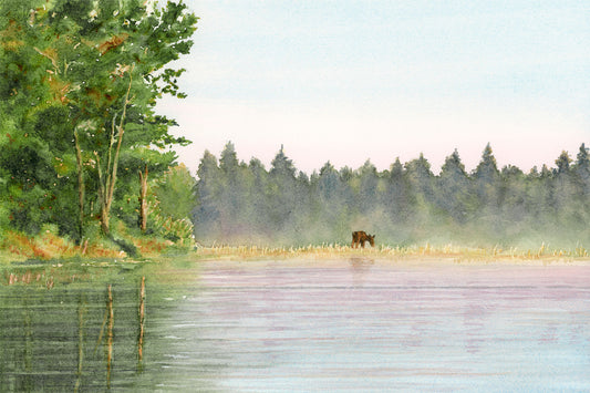 Original watercolor painting of a moose grazing along Roach Pond in Kokadjo, Maine, in early morning golden hour light, by Beth Whitney.