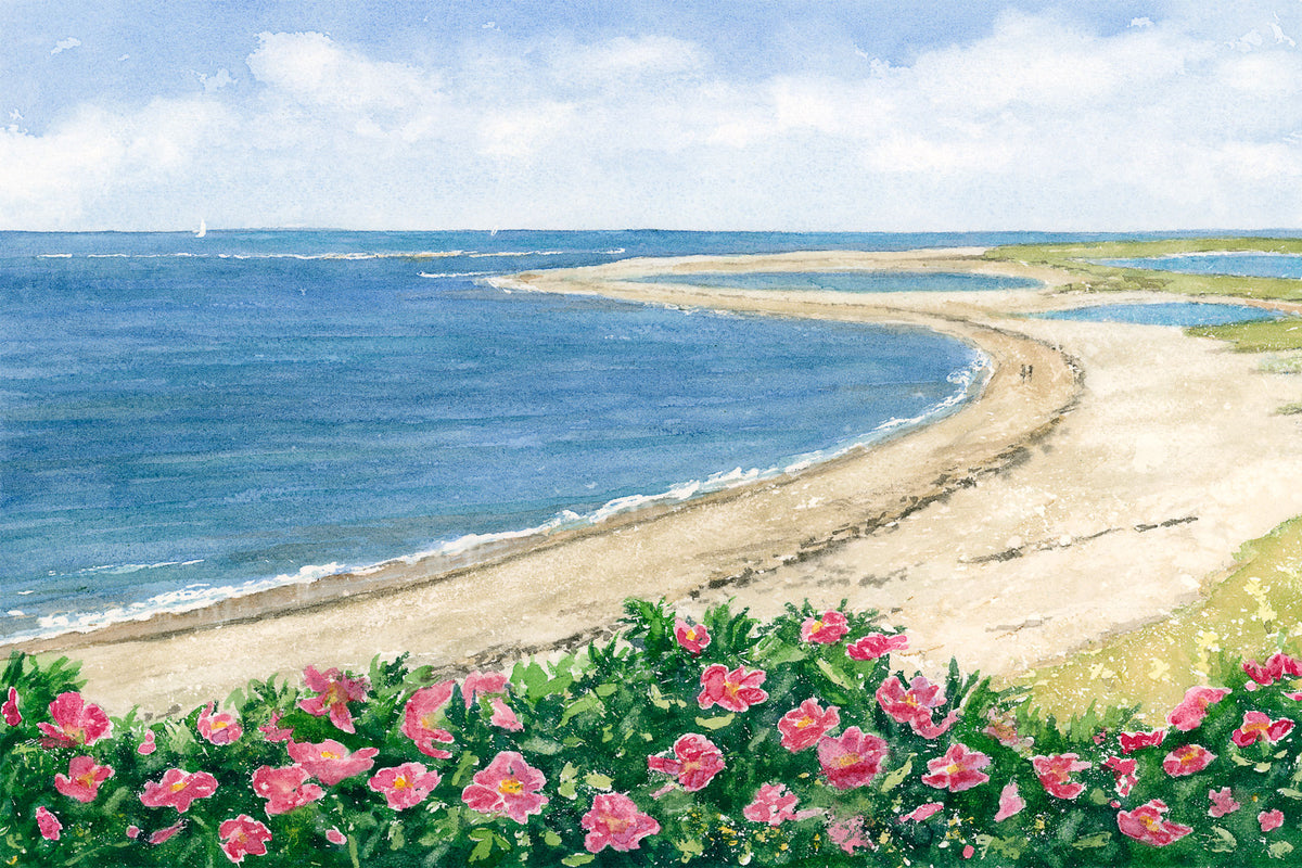 Original watercolor painting of Lighthouse Beach, Chatham, Massachusetts, with pink beach roses in the foreground and a bird's eye view of the sandy shore, by Beth Whitney.