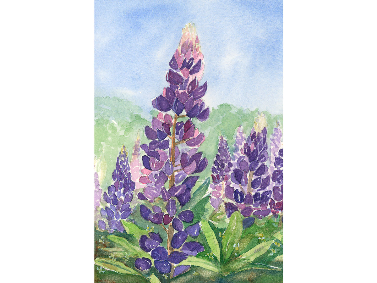 Original watercolor painting of wild purple and pink lupine growing in a field near Acadia National Park, Trenton, Maine, by Beth Whitney.