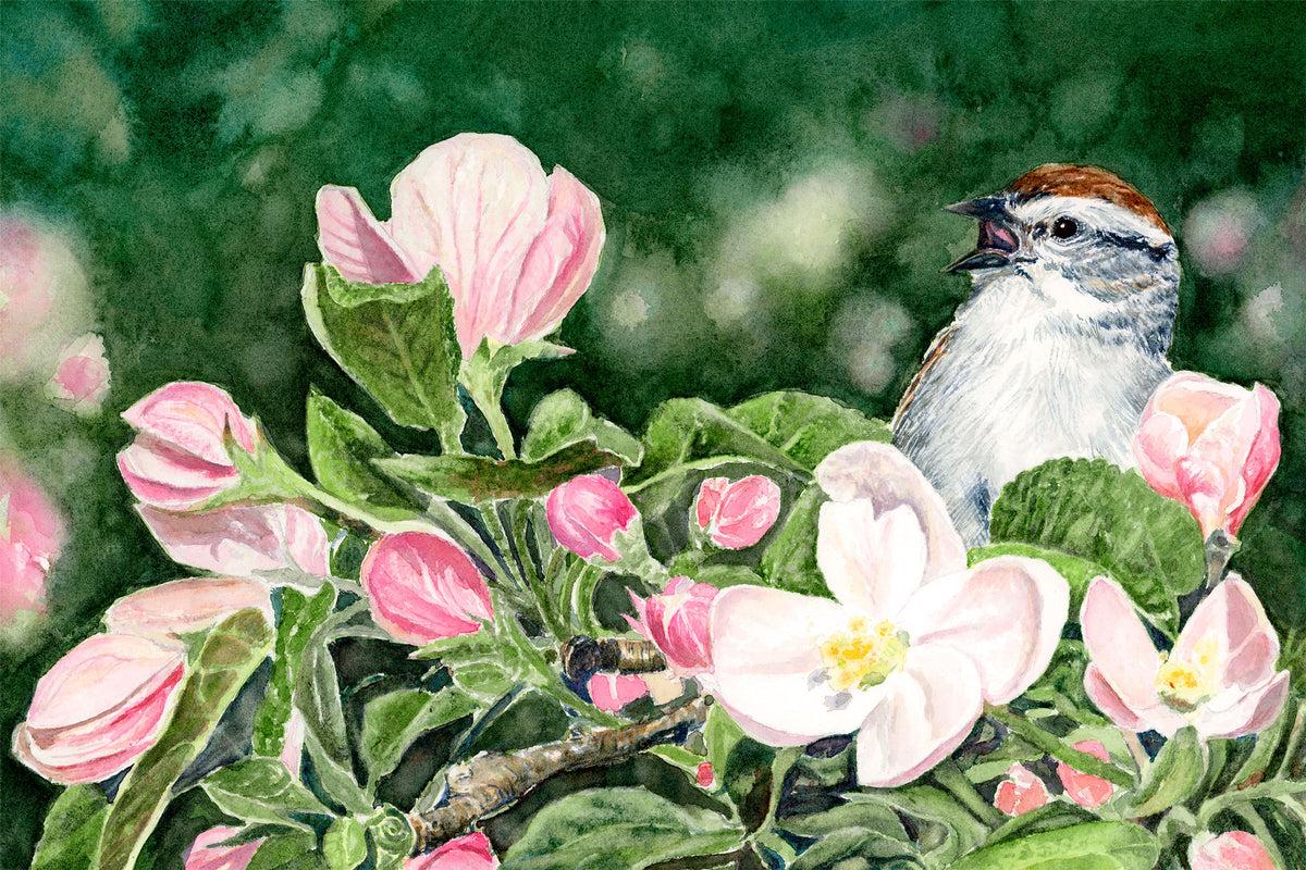 Original watercolor painting of a chipping sparrow singing from an apple blossom bough in spring, with pink blooms and lush green background, by Beth Whitney.