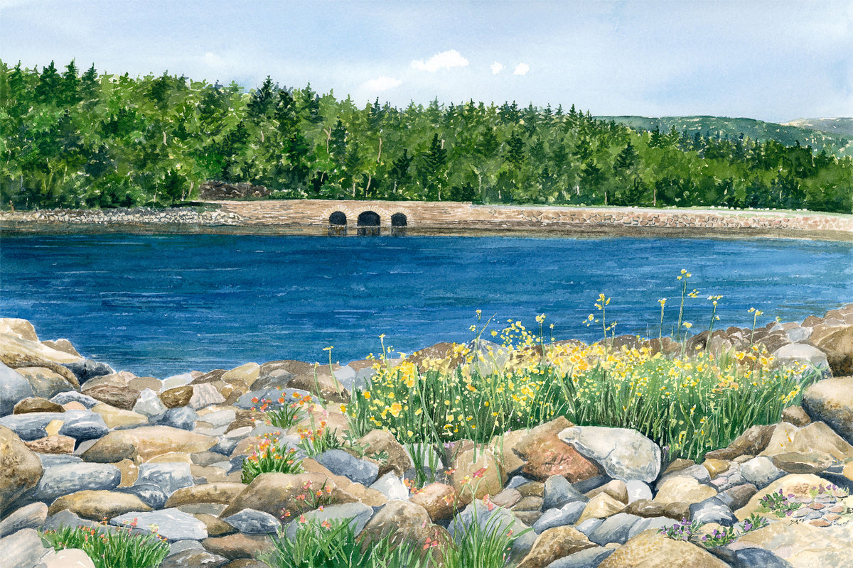 Original watercolor painting of Otter Cove Bridge, Acadia National Park, Maine, with cobblestone beach, turquoise water, and yellow wildflowers, by Beth Whitney. 