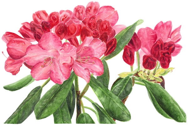 Pink Rhododendron Print