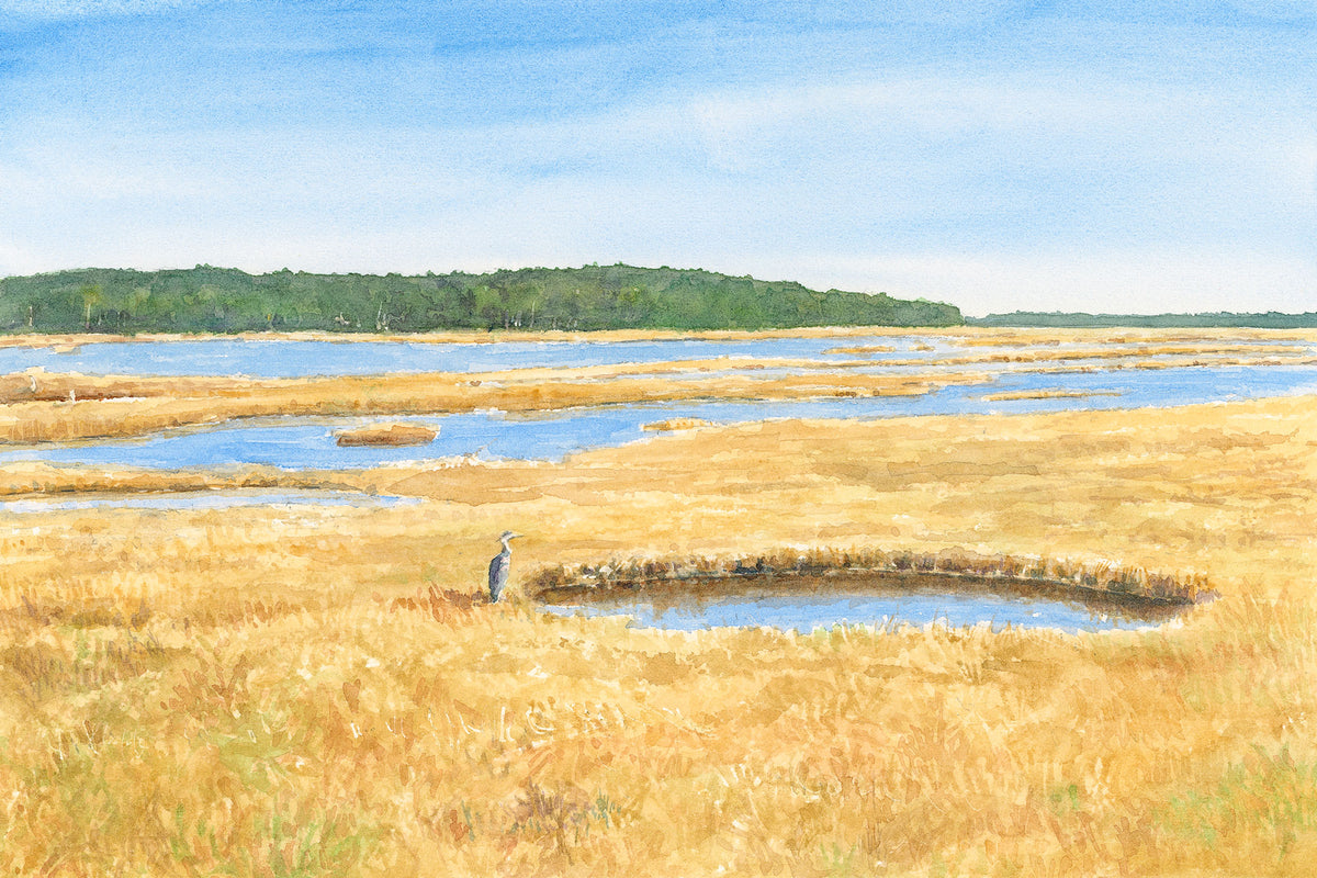 Original watercolor painting of a Great Blue Heron in Scarborough Marsh, Maine, with golden salt grass and blue pools along the Eastern Trail, by Beth Whitney.