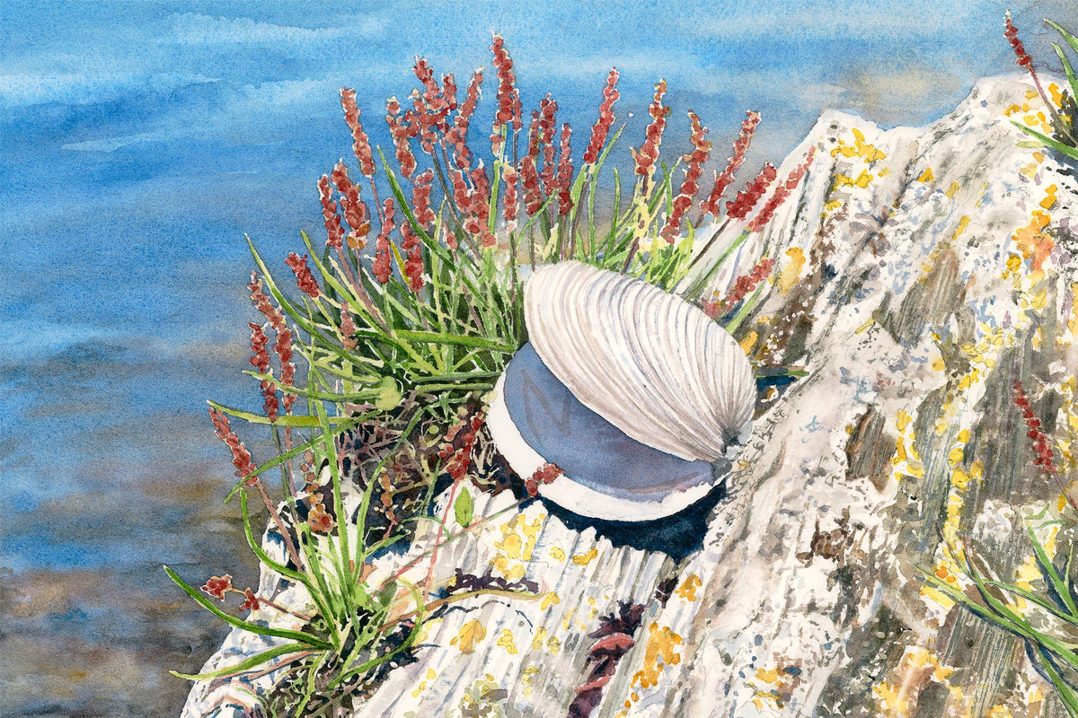 Original watercolor painting of a scallop shell and reddish plantago flowers on sun-bleached rocks at the water's edge, Orr's Island, Harpswell, Maine, by Beth Whitney.