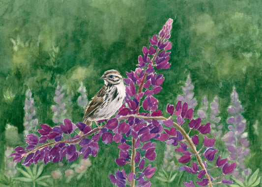 Original watercolor painting of a song sparrow perched on purple-pink lupine at Bremen Town Park, Pemaquid peninsula, Maine, with lush green background, by Beth Whitney.